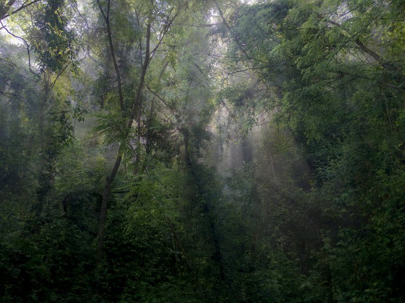 Ephemeral Garden